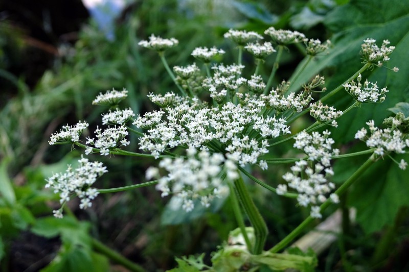 Barštis, Sosnovskio