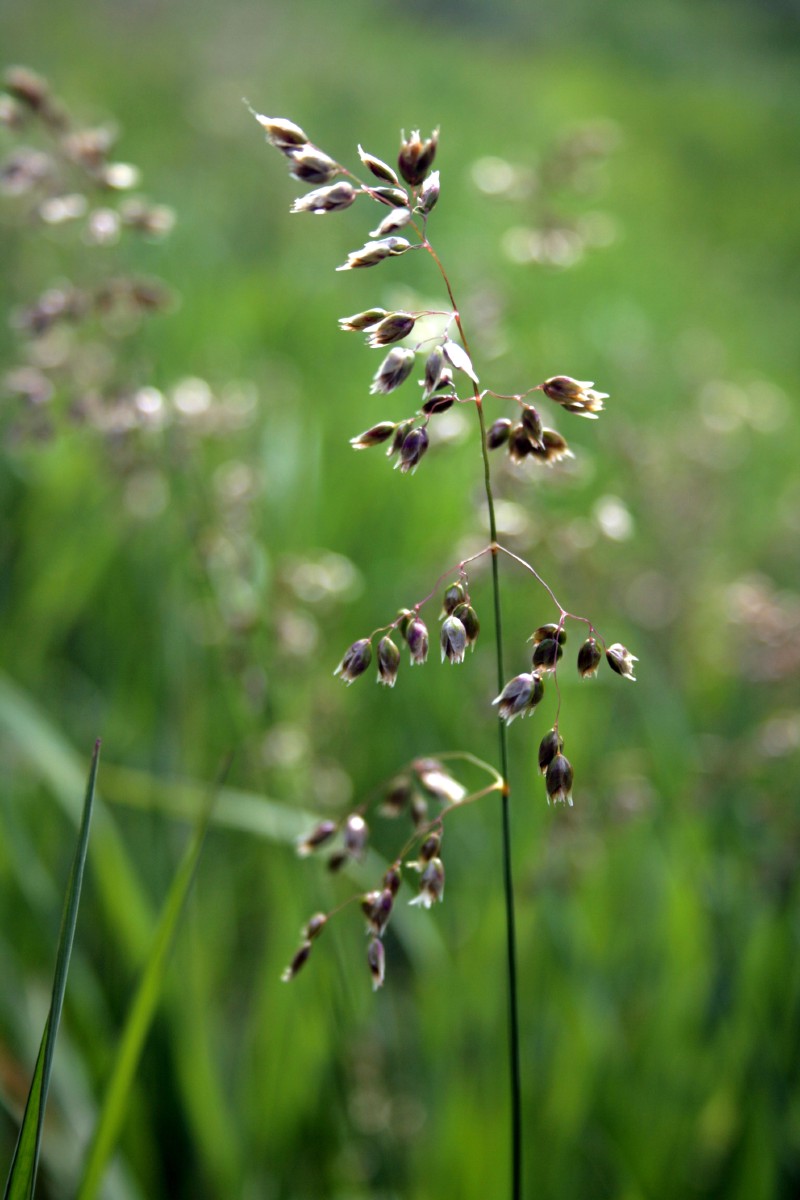 Stumbražolė, pietinė