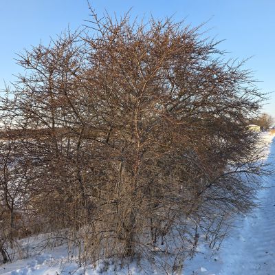 Šaltalankiai žiemą