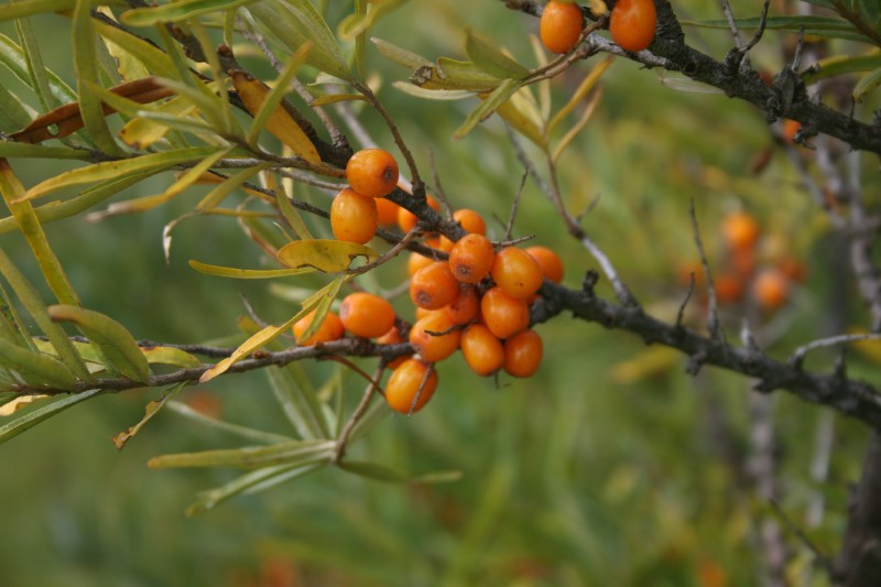 Šaltalankis, dygliuotasis