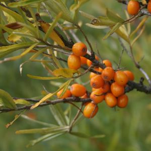 Šaltalankis, dygliuotasis