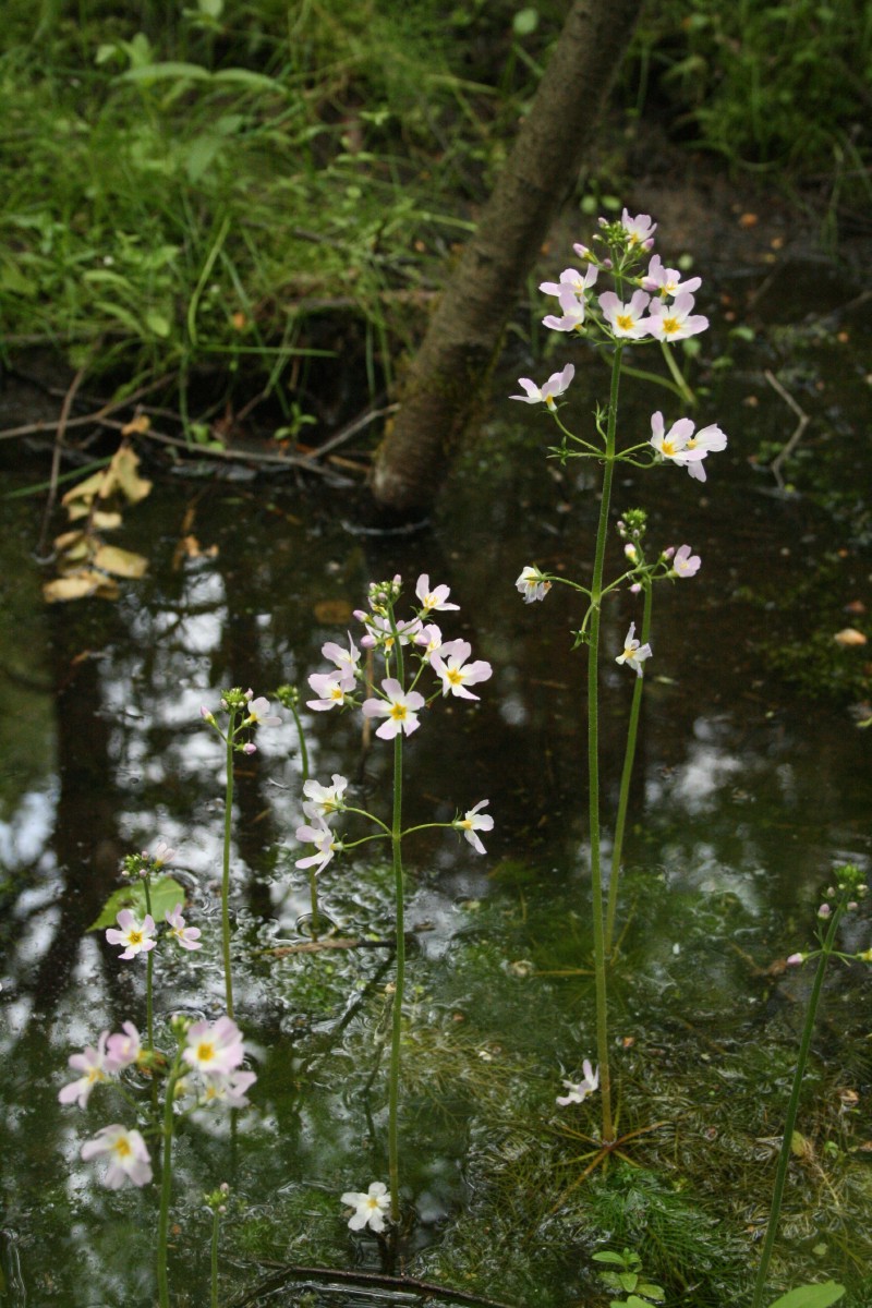 Griovenė, plunksnalapė