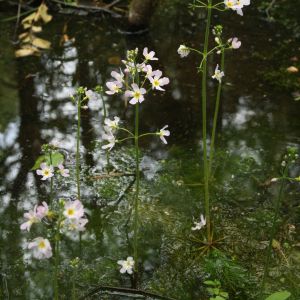 Griovenė, plunksnalapė