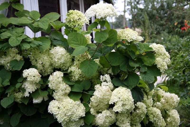 Hortenzija, šluotelinė