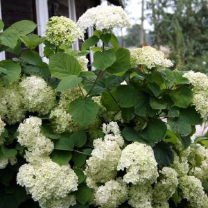 Hortenzija, šluotelinė