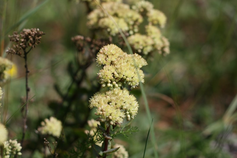 Vilkpupė, didžioji