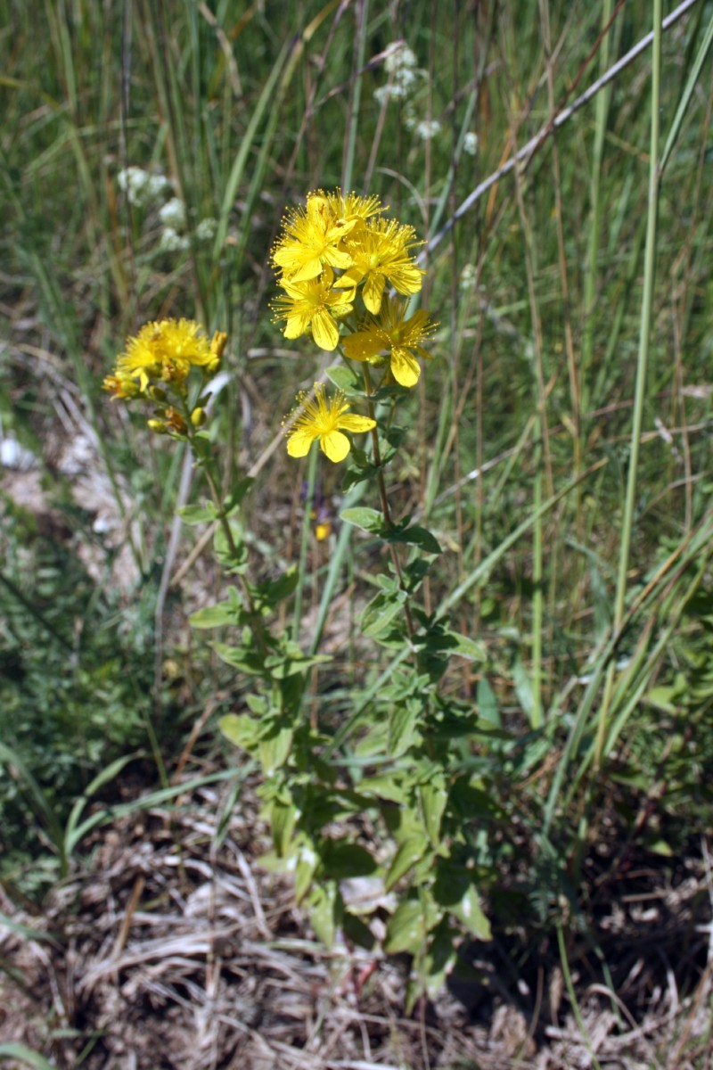 Jonažolė, keturbriaunė