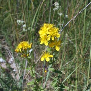 Jonažolė, keturbriaunė