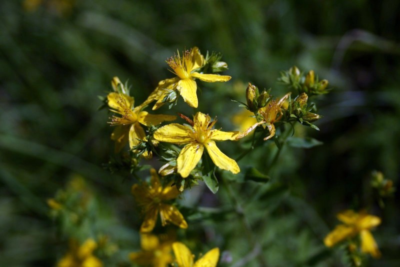 Jonažolė, paprastoji