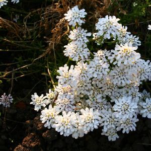 Rudgrūdėlė, visžalė