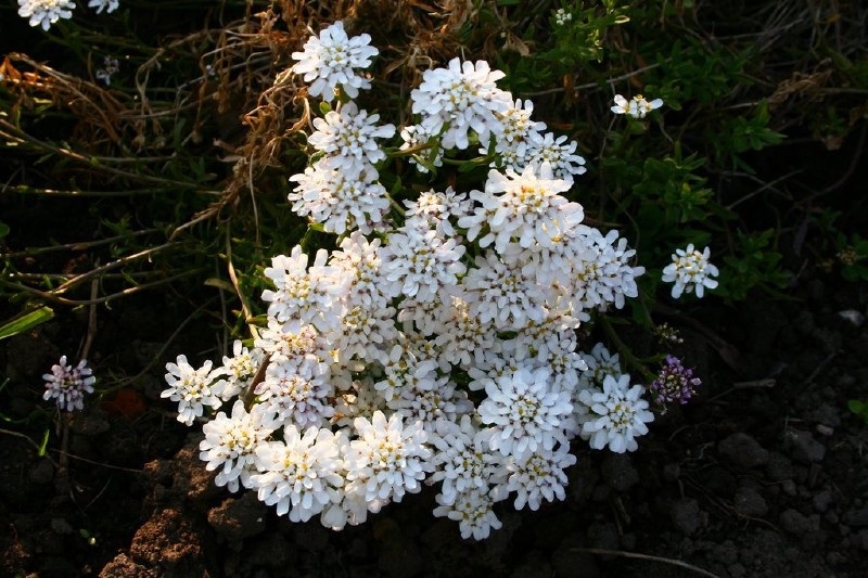 Rudgrūdėlė, visžalė