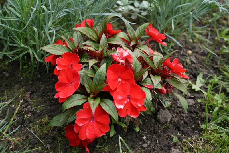 Sprigė, naujosios-gvinėjos