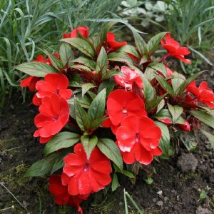 Sprigė, naujosios-gvinėjos