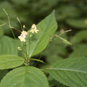 Sprigė, smulkiažiedė