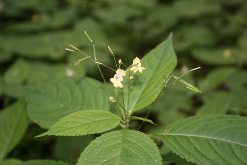 Sprigė, smulkiažiedė