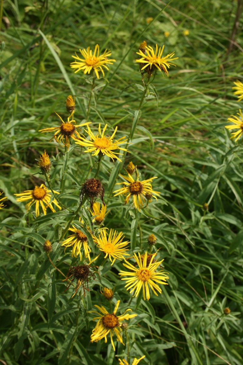 Debesylas, pakrantinis