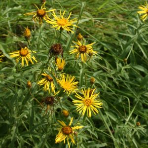 Debesylas, pakrantinis