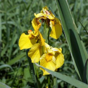 Vilkdalgis, geltonasis