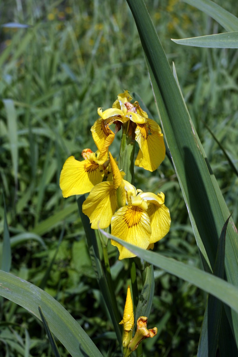 Vilkdalgis, geltonasis