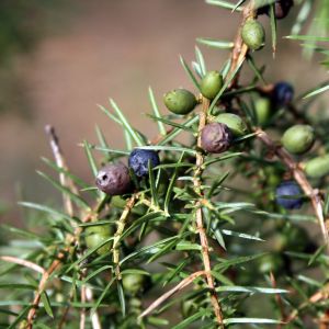 Kadagys, paprastasis