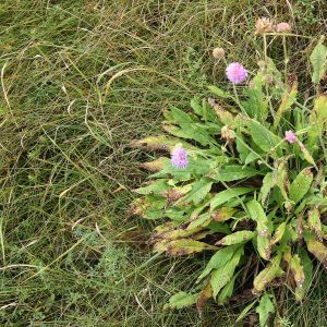 Buožainė, dirvinė