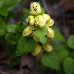 Šalmutis, geltonžiedis