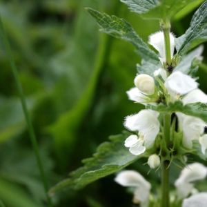 Notrelė, baltažiedė