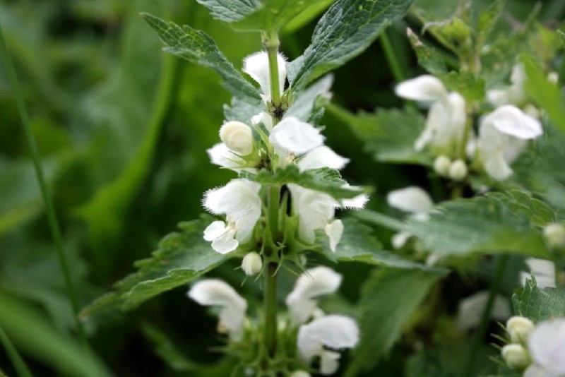 Notrelė, baltažiedė