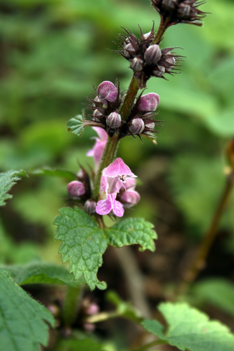 Notrelė, dėmėtoji