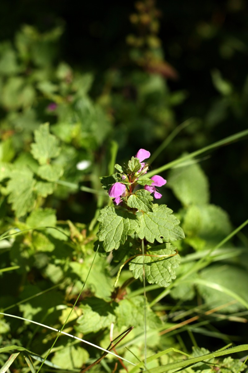 Notrelė, raudonžiedė