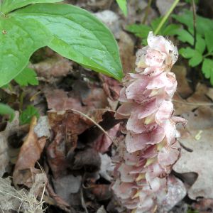 Žvynšaknė, gegužinė