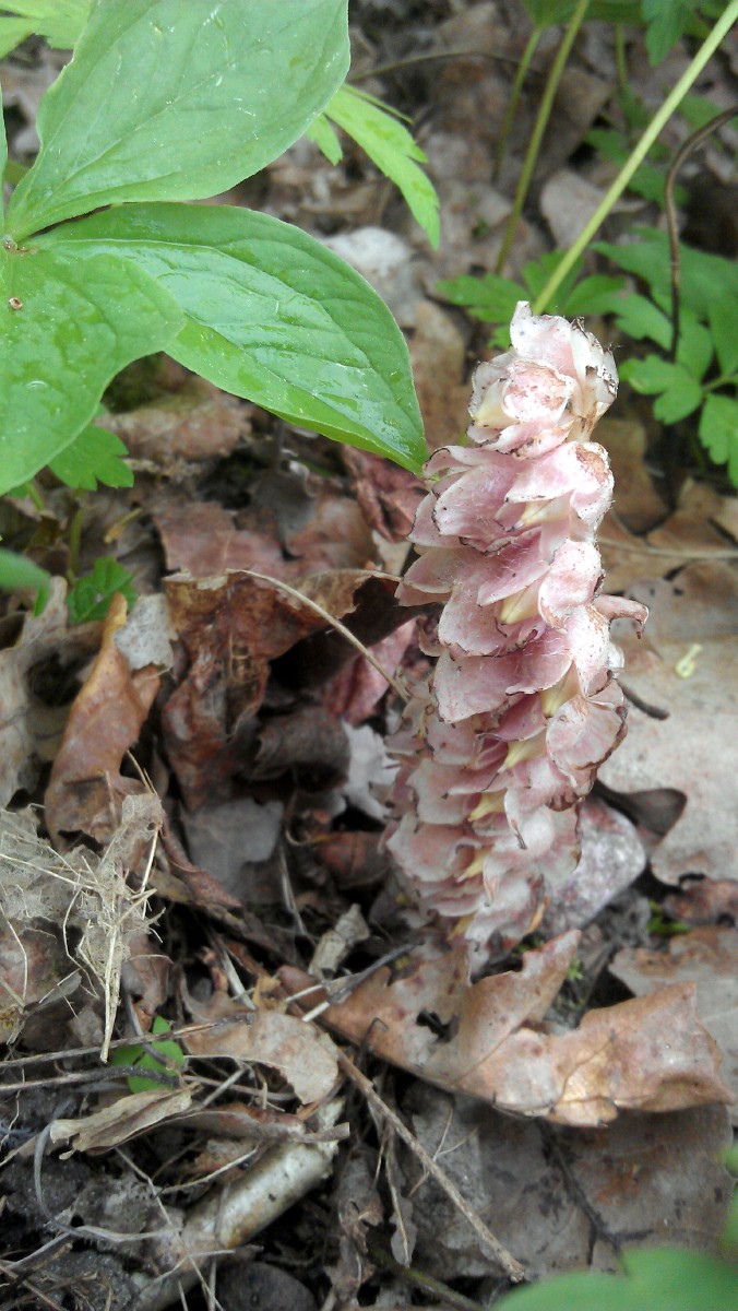 Žvynšaknė, gegužinė