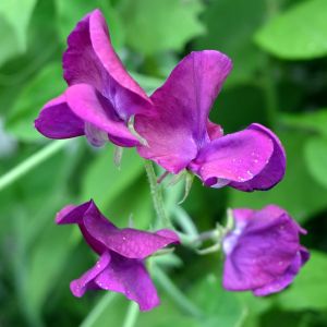 Pelėžirnis, kvapusis