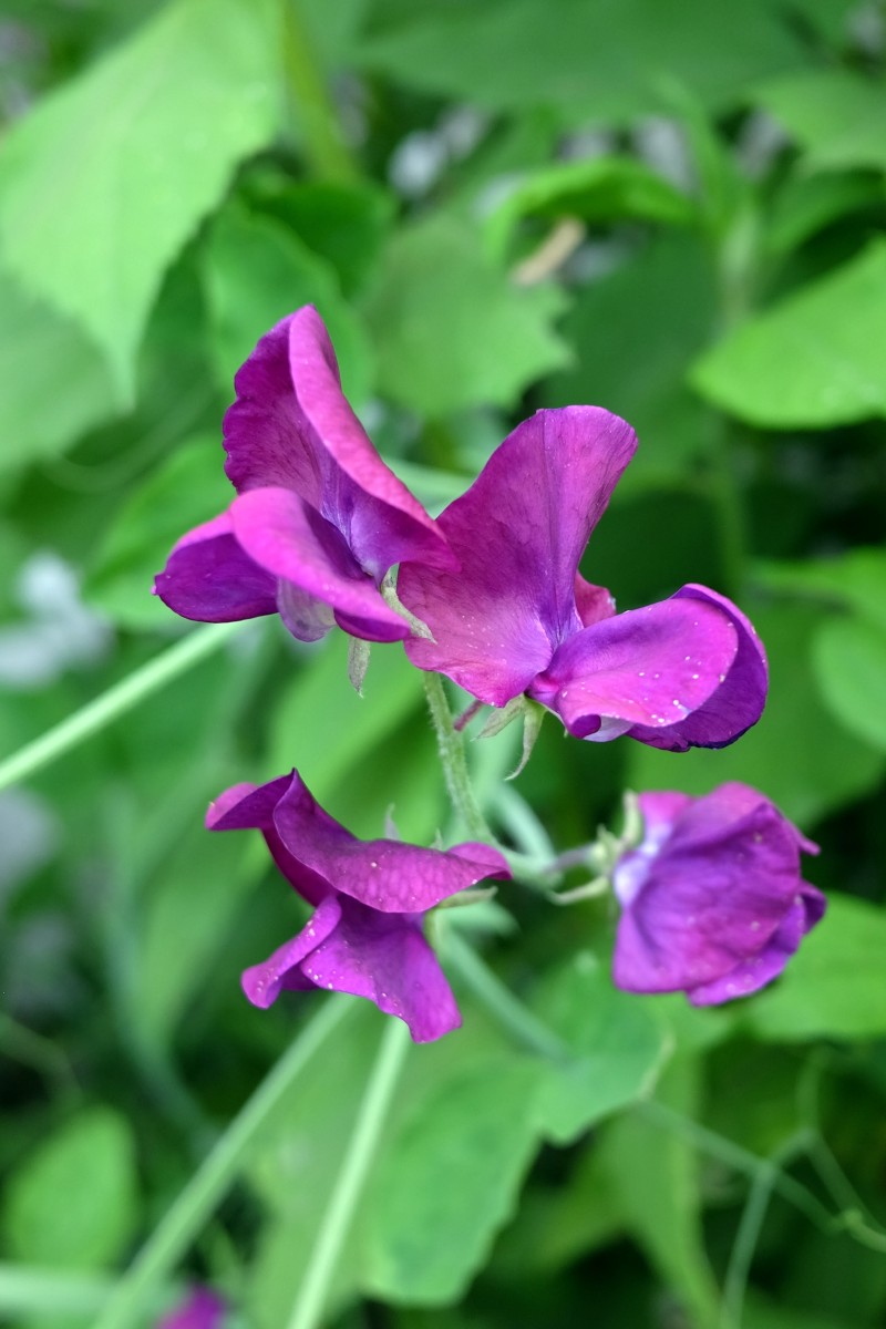 Pelėžirnis, kvapusis