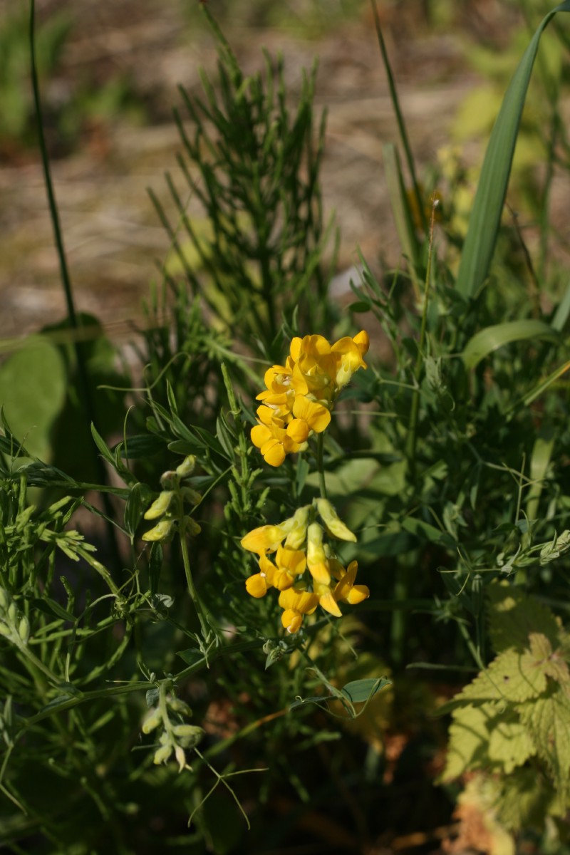 Pelėžirnis, pievinis