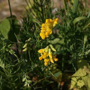 Pelėžirnis, pievinis