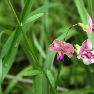 Pelėžirnis, miškinis