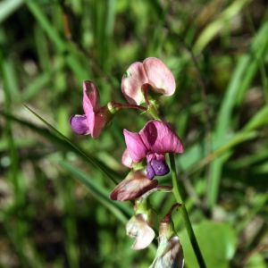 Pelėžirnis, miškinis