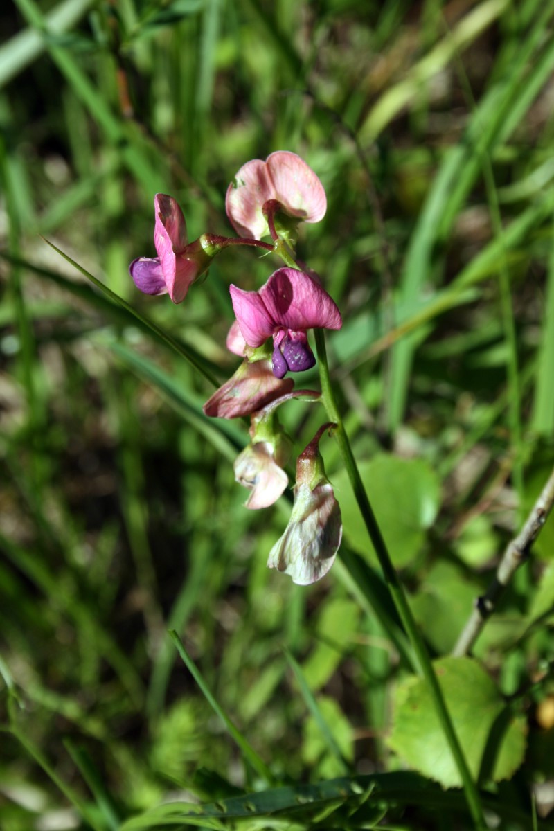 Pelėžirnis, miškinis