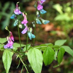 Pelėžirnis, pavasarinis