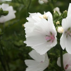 Rožūnė, šlaitinė