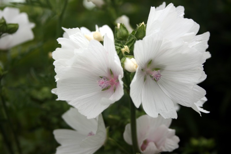 Rožūnė, šlaitinė