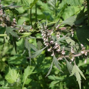 Sukatžolė, paprastoji