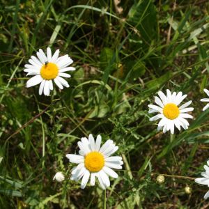 Baltagalvė, paprastoji