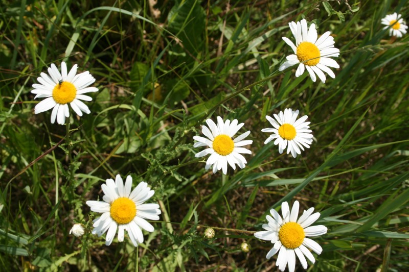 Baltagalvė, paprastoji