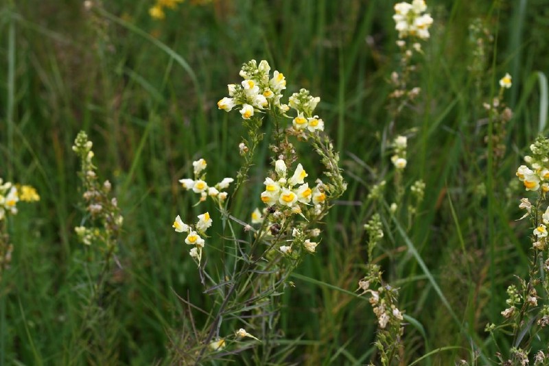 Linažolė, paprastoji