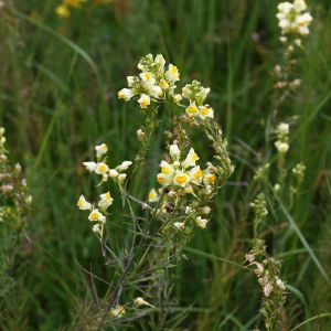 Linažolė, paprastoji