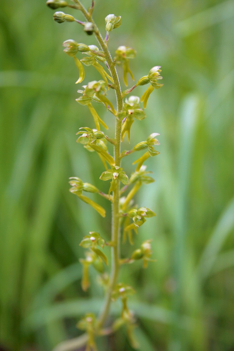 Dviguonė, kiaušininė