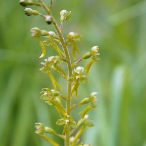 Dviguonė, kiaušininė