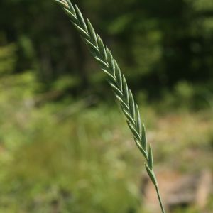 Svidrė, gausiažiedė